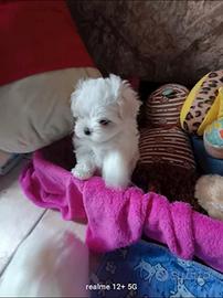 Maltesi mini