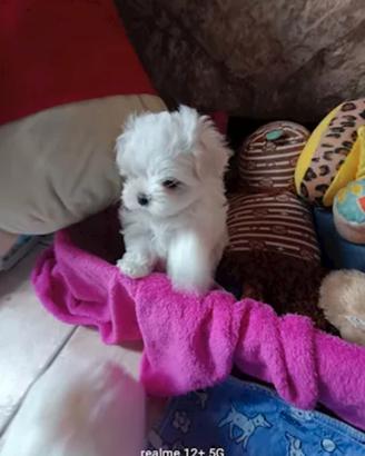 Maltesi mini