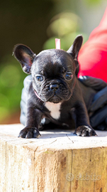 Bulldog francese