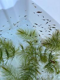 Pesci acquario