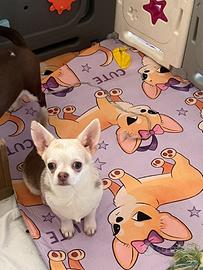 Chihuahua