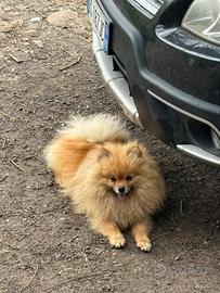 Spitz