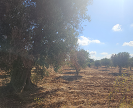 Terreno agricolo