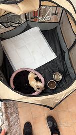 Chihuahua toy