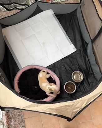 Chihuahua toy