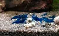 Piante per acquario caridine e lumache