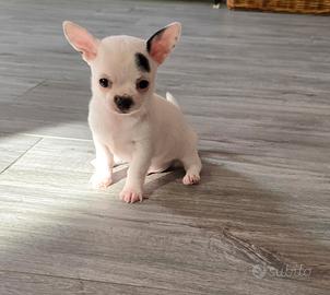 Cucciolo chihuhua maschio