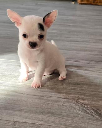 Cucciolo chihuhua maschio