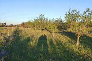 Terreno agricolo villasor