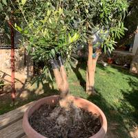 Bonsai ulivo nera tonda di Cagliari