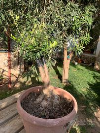 Bonsai ulivo nera tonda di Cagliari