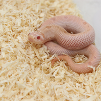 Heterodon nasicus 0.1