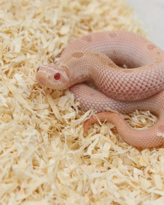 Heterodon nasicus 0.1