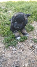 Cuccioli Pastore del Caucaso