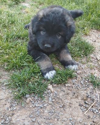 Cuccioli Pastore del Caucaso