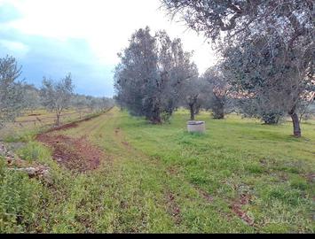 Uliveto