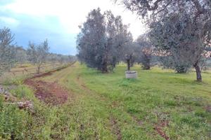 Uliveto