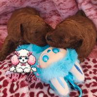 Barboncino Toy -Mini Toy