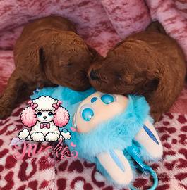 Barboncino Toy -Mini Toy