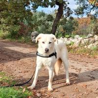 Ellen amore timido in adozione