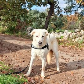 Ellen amore timido in adozione