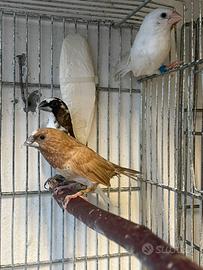 Passeri del Giappone/balie