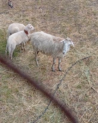 Pecore e montone