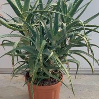 Aloe vera o arborescens