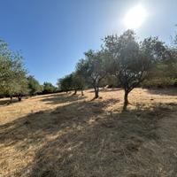 Uliveto Produttivo a Romana (SS) - Sardegna vera