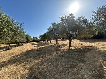 Uliveto Produttivo a Romana (SS) - Sardegna vera