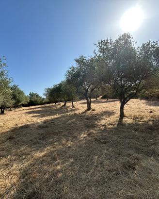 Uliveto Produttivo a Romana (SS) - Sardegna vera