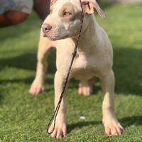 Cuccioli pitbull esotici