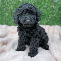 Cucciolo di Barboncino Nero