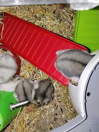 Cuccioli Criceti