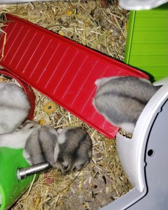 Cuccioli Criceti