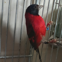 Cardinalini del Venezuela e Canarini Spagnoli