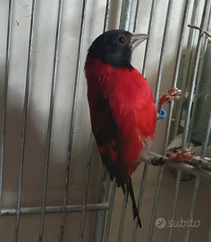 Cardinalini del Venezuela e Canarini Spagnoli