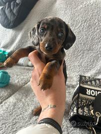 Bassotto kaninchen arlecchino