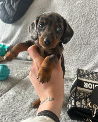 Bassotto kaninchen arlecchino