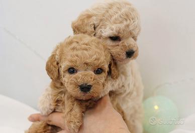 Cuccioli di Barboncino