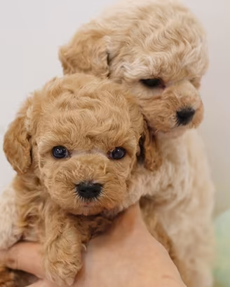 Cuccioli di Barboncino