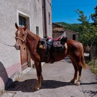 Cavallo