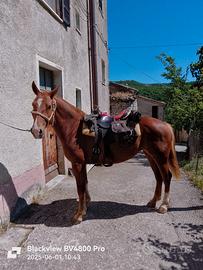 Cavallo