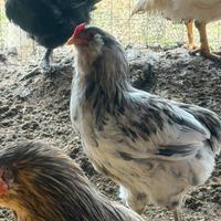 Gallo araucana