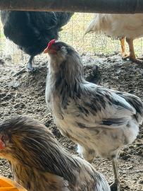 Gallo araucana