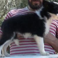 Cuccioli di Border Collie