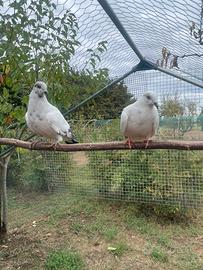 Coppia di colombi giovani
