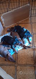 Zwergpinscher femmina