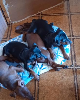 Zwergpinscher femmina