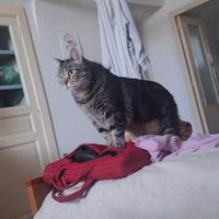 Gatto adulto 3 anni